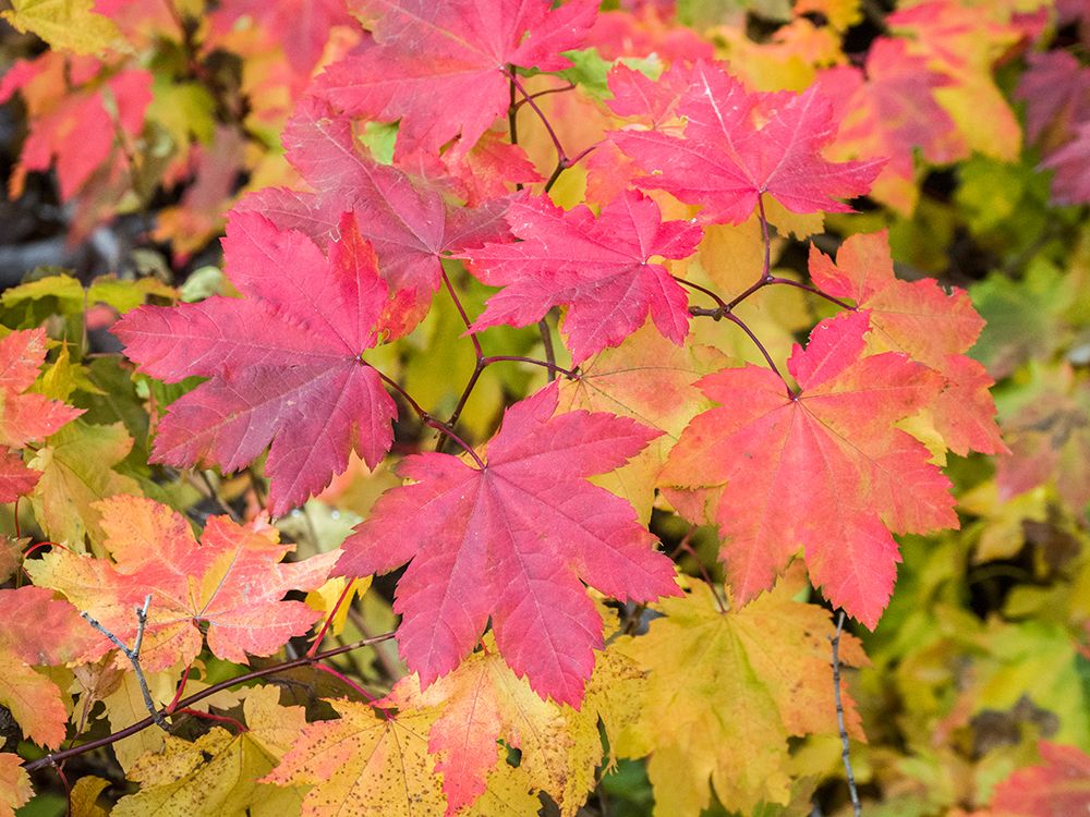 USA-Washington State-Kittitas County. Vine maple with fall colors.
